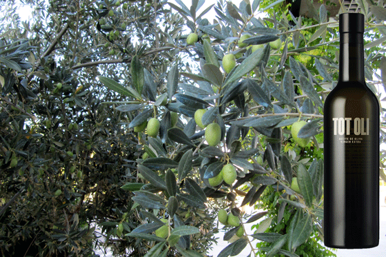 Totoli-olivera